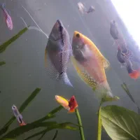 ماهی گورامی یک جفت کیفیت خوب