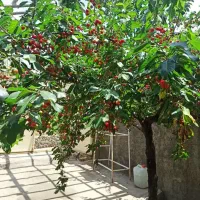 باغچه-زیبا402متردرفردو