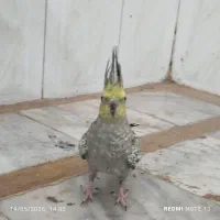 عروس هلندی ماده
