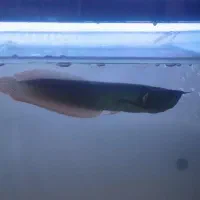 آروانا سیلور