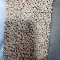 فروش عدس قهوه ای  ریز کانادایی