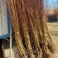 نهالستان شگفت انگیز