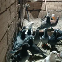 ۲۰تا صید به ضمانت پرش