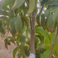 باغشهری ۱۰۰۰ متری دارای آب و برق در منطقه خانزنیان|فروش زمین و ملک کلنگی|شیراز, جانبازان|دیوار