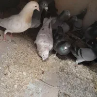 ۱۵تان همه باهم ۵میلیون۵۰۰|پرنده|هامون, |دیوار