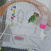 طوطی برزیلی|پرنده|ارومیه, |دیوار