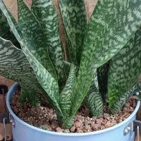 ۵عدد گل طبیعی زاموفیلیا بلک|گل و گیاه طبیعی|تهران, آذری|دیوار