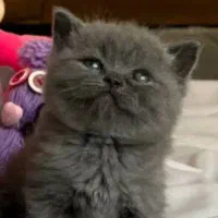 گربه بریتیش