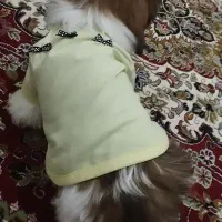 شیتزو سوپر فلت