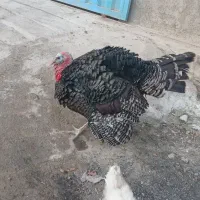 بوقلمون نر و ماده