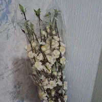 شکوفه و لاله وارداتی