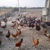 فروش محصولات ارگانیک مزرعه سبز|حیوانات مزرعه|گتاب, |دیوار