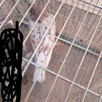 کبوتر|پرنده|قزوین, |دیوار