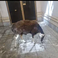 گوسفند زنده گوسفند خونی|حیوانات مزرعه|مشهد, هفده شهریور|دیوار