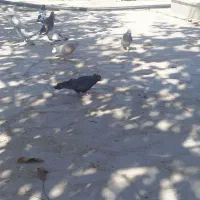 کبوتر پرنده|پرنده|همایجان, |دیوار