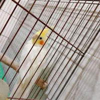 عروس هلندی|پرنده|تهران, ده‌ونک|دیوار
