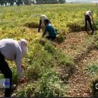 دست کارگر دارم برای لوبیا چیدن وهویچ چیدن و غیره