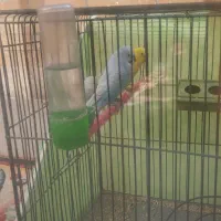 پرنده عشق|پرنده|شهرضا, |دیوار