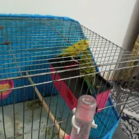 مرغ عشق|پرنده|نظرآباد, رسالت|دیوار