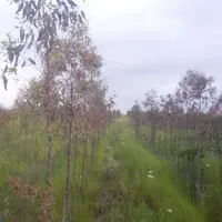 شراکت در زراعت چوب باغ اکالیپتوس