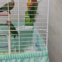 فروش پرنده|پرنده|چاف و چمخاله, |دیوار