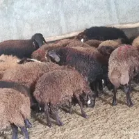 بره همو و هترو|حیوانات مزرعه|زنجان, |دیوار