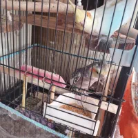 عروس هلندی لوتینیو