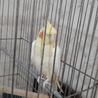 عروس هلندی|پرنده|کرج, شهرک ولیعصر|دیوار