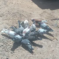 کفتر فروشی نروماده