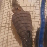 عروس|پرنده|ارومیه, |دیوار