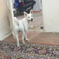 سگ از نژاد جک راسل