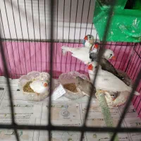 فنچ|پرنده|مشهد, نکاح|دیوار