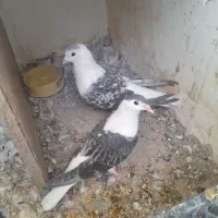 ۴تا ساده دوتا جوجه ودوتا نر وماده الانم تخم دارن|پرنده|مشهد, کشف|دیوار