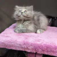 بچه گربه برتیش لانگهیر خرسی|گربه|تهران, تهرانسر مرکزی|دیوار