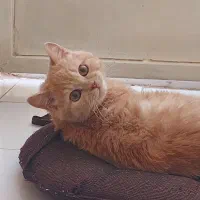 گربه|گربه|یزد, |دیوار