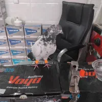 کبوتر ماده درجه یک