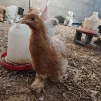 نیمچه جوجه برهما|حیوانات مزرعه|سقز, |دیوار