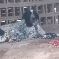 واگزاری نر وماده|سگ|رودشت (اصفهان), |دیوار