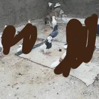 کبوتر|پرنده|میبد, |دیوار