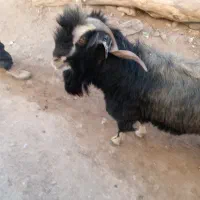 فروشی  نر بز