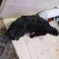 سگ پا کوتاه مشکی گوگولی