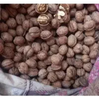 گردو