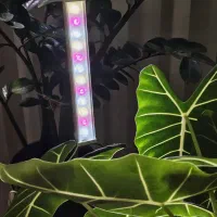 لامپ و وال واشر رشد گیاه ( تاثیر ۱۰۰ درصدی )