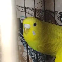 جوجه مرغ عشق