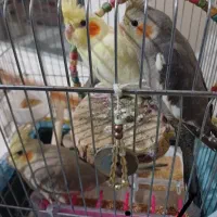 پرند عروس هلندی جوجه دوماه