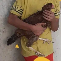 مرغ لاری