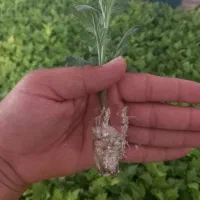 نشا / قلم گل داوودی