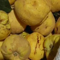 بهه محلی زرد و خوش طعم و درجه یک