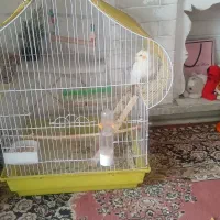 پرنده عروس هلندی