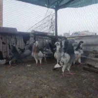 ده تا کفتر